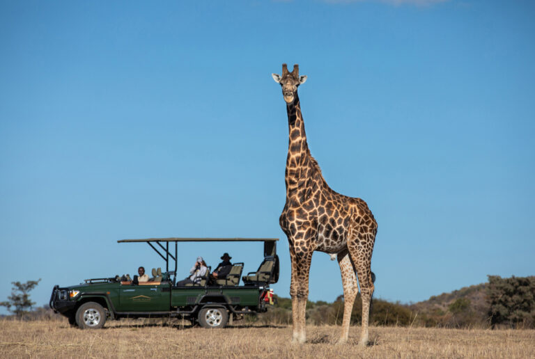 Safari Plains - Safari Experience