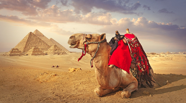 Large-Camel and the pyramids in Giza - 1139238705